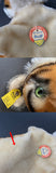 STEIFF Tiger Hand Puppet ~ ALL IDs 1952-58 Rare!